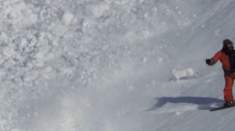 DCPが起こした雪崩にウサギは